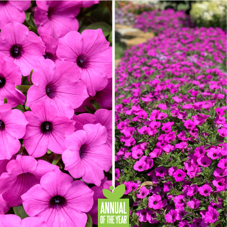 Proven Winners Annual of the Year - Supertunia Vista Jazzberry