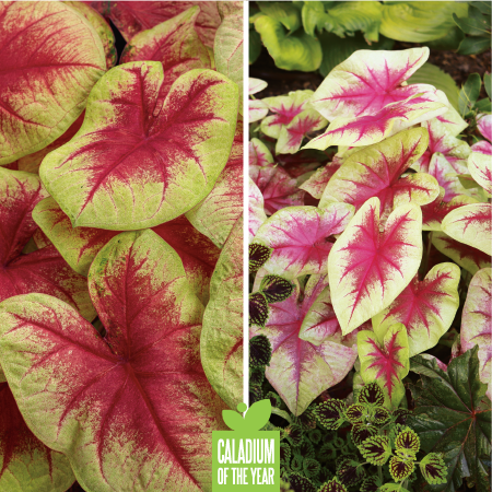 Proven Winners Caladium of the Year - Heart to Heart "Lemon Blush"