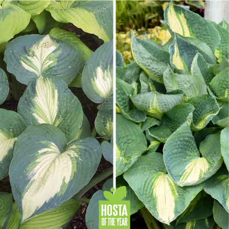 Proven Winners Hosta of the Year - Shadowland "Hudson Bay"