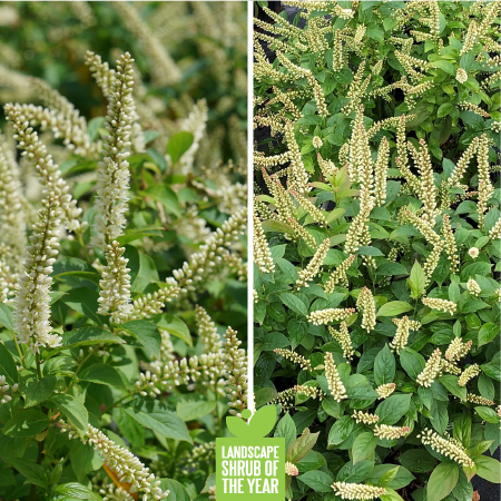 Proven Winners Shrub of the Year - Fizzy Mizzy