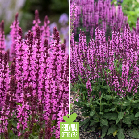 Proven Winners Perennial of the Year - Pink Profusion