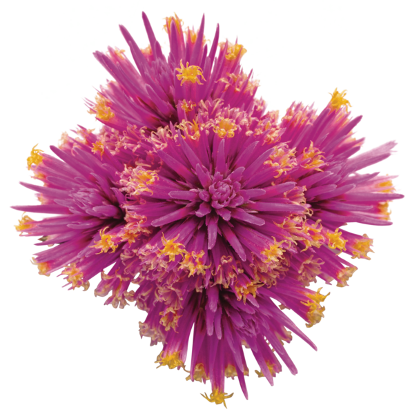 Gomphrena pulchella Truffula(TM) Pink 11052 Cut-out 6-594x600-6742e24