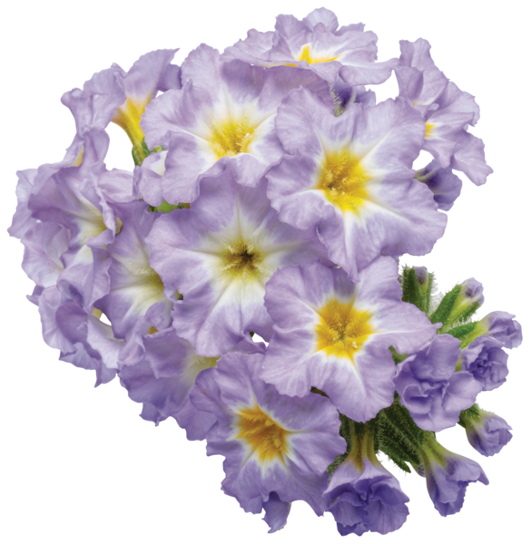 Heliotropium hybrid Augusta(TM) Lavender 11701 Cut-out C 2-585x601-96a280f