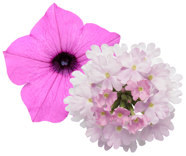 Petunia hybrid Supertunia Vista(R) Jazzberry(R) 11708 Cut-out-595x601-91eccaa