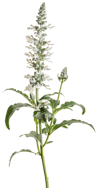 Salvia Unplugged White macro 01-310x601-ca9162e