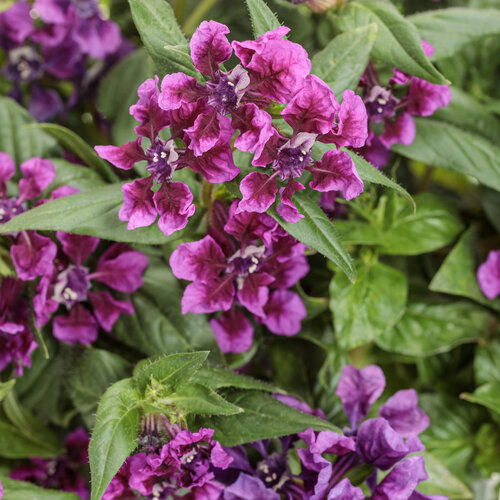 Totally Tempted® Vivid Violet™ - cuphea - Cuphea procumbens