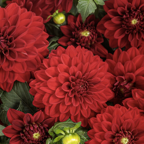 Virtuoso™ Classy Carmine™ - Dahlia variabilis