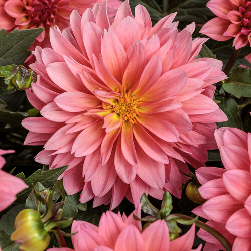 Virtuoso™ Pinkerific™ - Dahlia variabilis