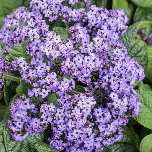 Aromagica® Purple - Heliotrope - Heliotropium arborescens