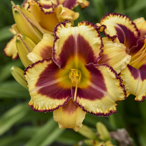 Rainbow Rhythm® 'Blazing Glory'