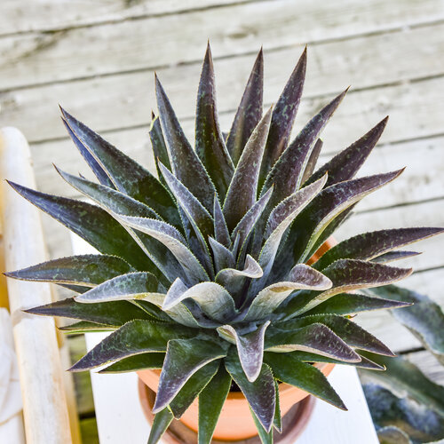 Proven Accents® 'Variegatum'