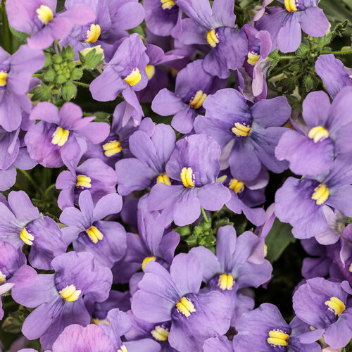 Bluebird - Nemesia fruticans