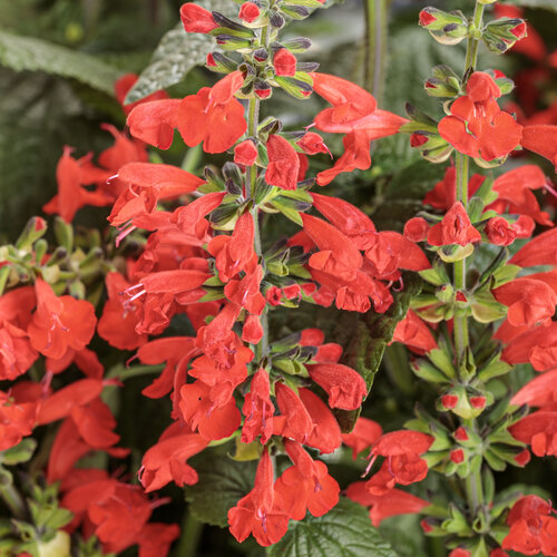 Unplugged® Red - scarlet sage - Salvia coccinea