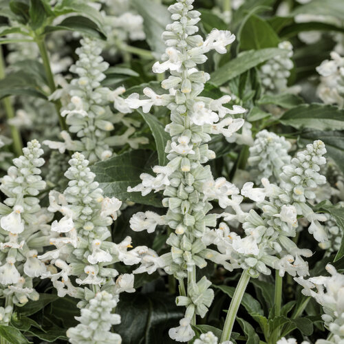 Unplugged® White - Mealycup Sage - Salvia farinacea