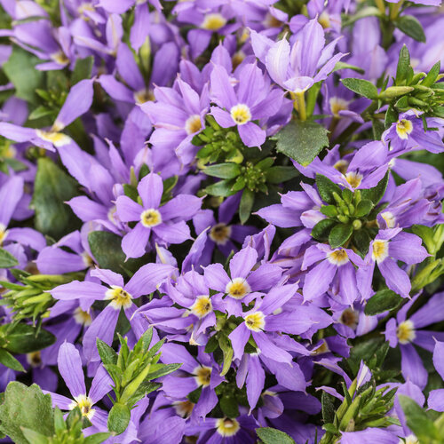 Stardiva® Blue - fan flower - Scaevola aemula