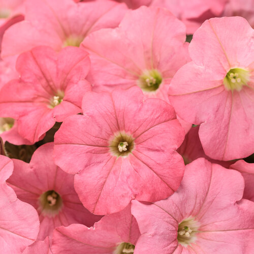 Supertunia® Bermuda Beach® - Petunia hybrid