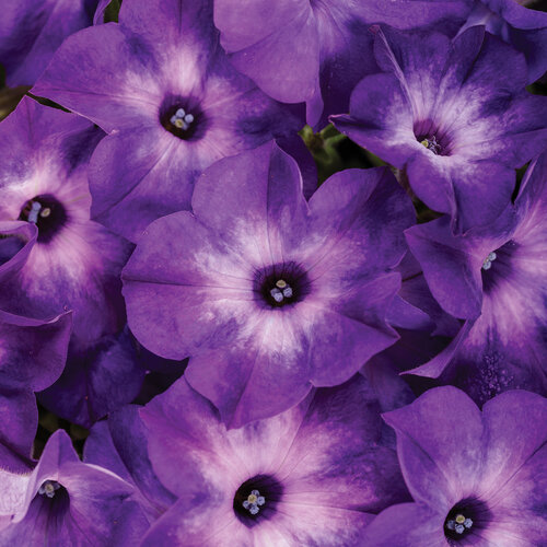 Supertunia Tiara® Blue -  petunia - Petunia hybrid