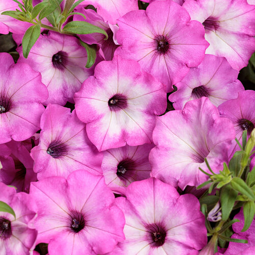 Supertunia Tiara® Pink - petunia - Petunia hybrid