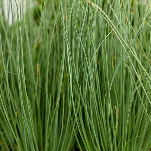 Graceful Grasses© Blue Mohawk©