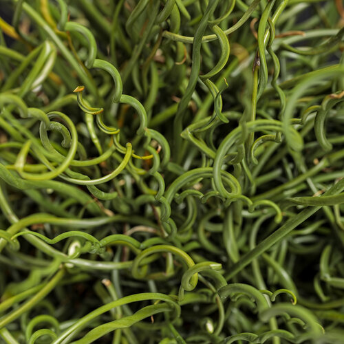 Graceful Grasses© Curly Wurly