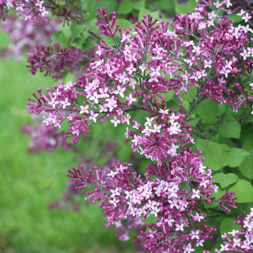 Bloomerang® Dark Purple