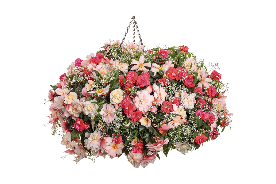 Vista (1) 2024 National Recipe - Polar Peach by Proven Winners
