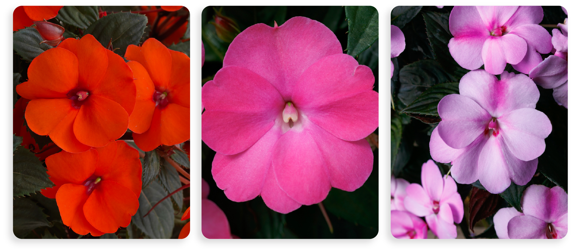 Tropical (1)